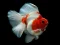 खेल Gold Fish Jigsaw Puzzle ऑनलाइन