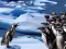खेल Penguins Slide ऑनलाइन