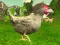 खेल Chicken Shooter ऑनलाइन