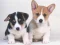 खेल Cute Puppies Puzzle ऑनलाइन