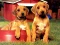 खेल Puppy Pairs Puzzle ऑनलाइन
