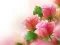 खेल Pink Roses ऑनलाइन