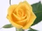 खेल Yellow Roses ऑनलाइन