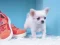 खेल Lovely Puppy Puzzle ऑनलाइन