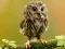 खेल Animal Hidden Stars ऑनलाइन