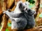खेल Cute Baby Koala Bear ऑनलाइन