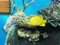 खेल Big fish eats small ऑनलाइन