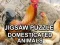 खेल Jigsaw Puzzle Domesticated Animals ऑनलाइन