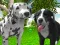 खेल Dog Simulator 3d ऑनलाइन