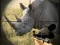 खेल Wild Rhino Hunter ऑनलाइन
