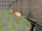 खेल Bullet Fire ऑनलाइन