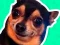 खेल What meme dog are you ? ऑनलाइन