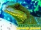 खेल Chinese Water Dragon Jigsaw ऑनलाइन