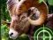 खेल Crazy Goat Hunter 2020 ऑनलाइन