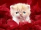 खेल Funny Kitty ऑनलाइन
