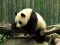 खेल Pandas Puzzle ऑनलाइन
