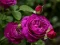 खेल Purple Roses ऑनलाइन