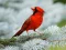 खेल Birds Puzzle ऑनलाइन