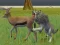 खेल Wolf Life Simulator ऑनलाइन
