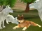 खेल Wild Wolves Hunger Attack ऑनलाइन