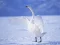 खेल Graceful Swans ऑनलाइन