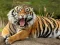 खेल Animals Jigsaw Puzzle Tiger ऑनलाइन