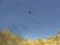 खेल Toucan Shooter ऑनलाइन
