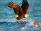खेल Animals Jigsaw Puzzle Eagle ऑनलाइन