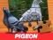 खेल Pigeon Jigsaw Puzzle ऑनलाइन
