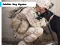 खेल Soldier Dog Jigsaw ऑनलाइन