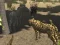 खेल African Cheetah Hunting Simulator ऑनलाइन