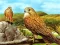 खेल Birds of Prey Slide ऑनलाइन
