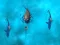 खेल Avoid the Sharks ऑनलाइन