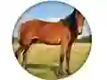खेल Animal Quiz ऑनलाइन
