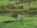 खेल Pigeons Hunting ऑनलाइन