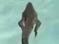 खेल Crocodile Simulator Beach Hunt ऑनलाइन