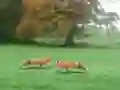 खेल Hunted Fox ऑनलाइन