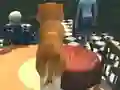 खेल Dog Simulator: Puppy Craft ऑनलाइन