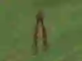 खेल Dino Hunt ऑनलाइन