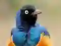खेल Animal Puzzle: Wildlife & Logic ऑनलाइन