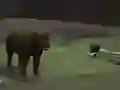 खेल Bear Den ऑनलाइन