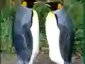 खेल Penguin Puzzle ऑनलाइन