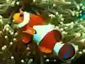 खेल Underwater Hidden Numbers ऑनलाइन