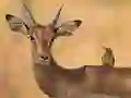 खेल Wild Deer Jigsaw ऑनलाइन