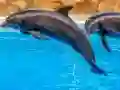 खेल Sea Dolphin Jigsaw ऑनलाइन
