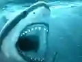 खेल Hungry Shark ऑनलाइन