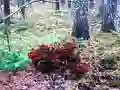 खेल Bernati Forest Adventure ऑनलाइन