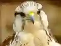 खेल Gyrfalcon Jigsaw ऑनलाइन