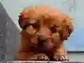 खेल Puppy Puzzle ऑनलाइन
