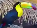 खेल Toucan Bird Jigsaw ऑनलाइन